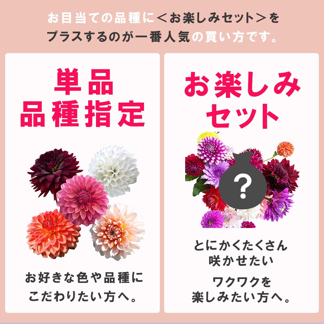 Amazon.co.jp: ダリア 球根 春植え 祝杯 しゅくはい 1球 【お祝いの席