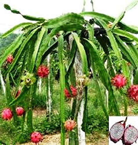 Dragon Fruit White Vietnamese Jaina