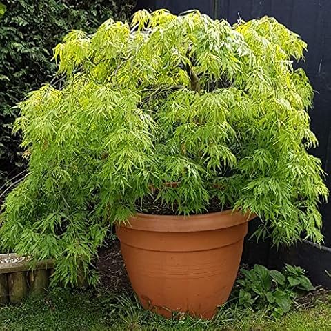 Acer 'Emerald Lace' Japanese Maple Tree Cover
