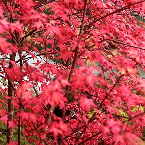 Acer Palmatum Plant Beni-Malko 1 x 3-Litre Potted Plant