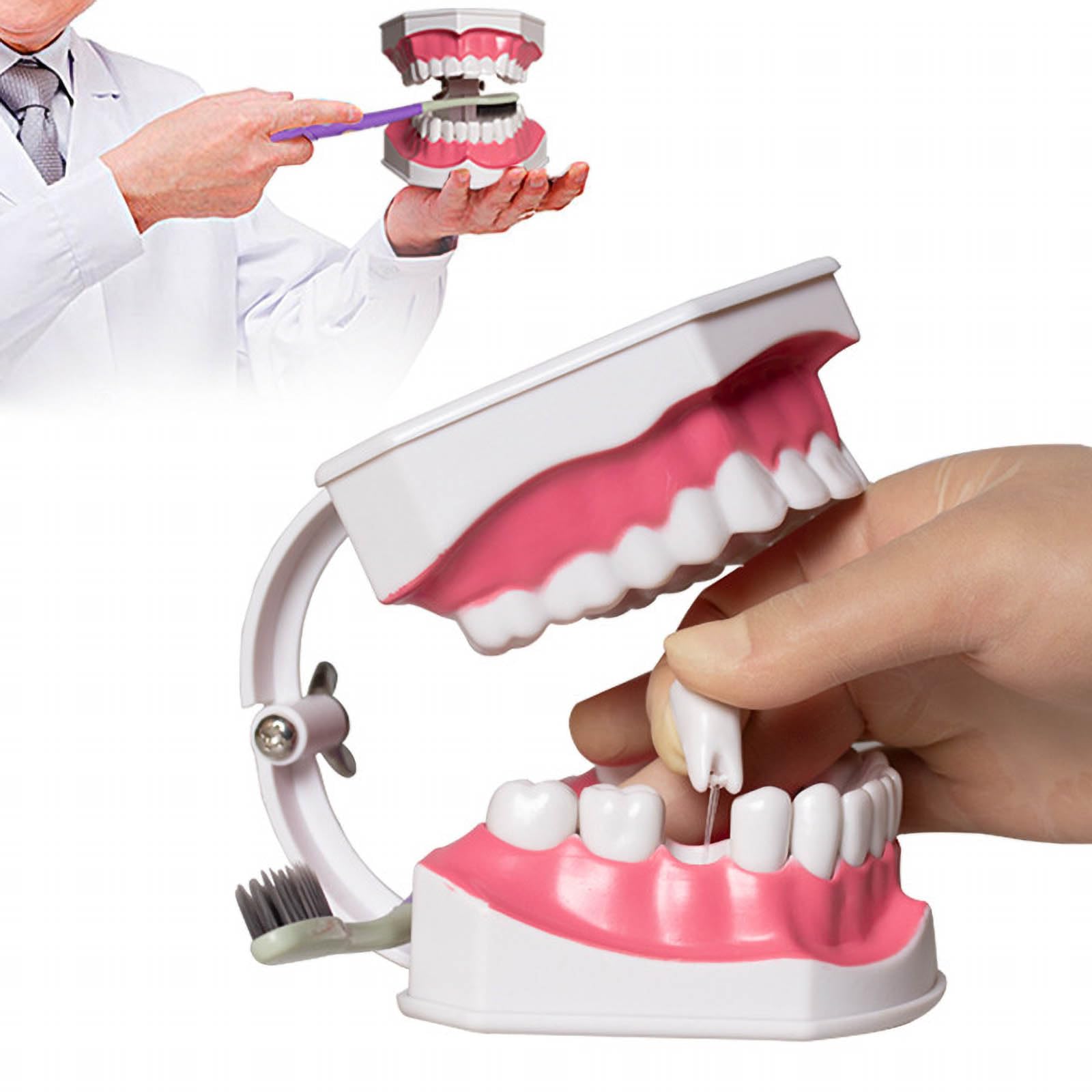 Dental Care Model, Dental Teaching Model,2×Oral Care Brushing Guide, Oral Restoration/Root Canal Treatment/Full Crown Restoration/Teeth Cleaning,120 * 90 * 95mm,White