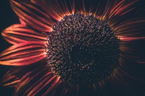 Miniatura 5 de Velvet Queen Mix - Semillas de girasol para plantar, más de 50 semillas por paquete, semillas de jardín de Isla (semillas de jardín de Isla),