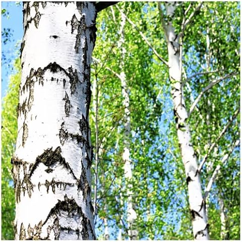 Stunning 2 Silver Birch Trees in Pots Cover