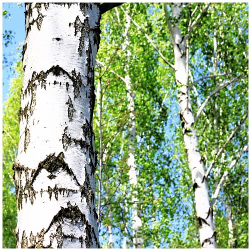 2 Silver Birch Tree 4-5ft Tall in 2L Pots Stunning Winter Colour Betula Pendula Plants 3fatpigs