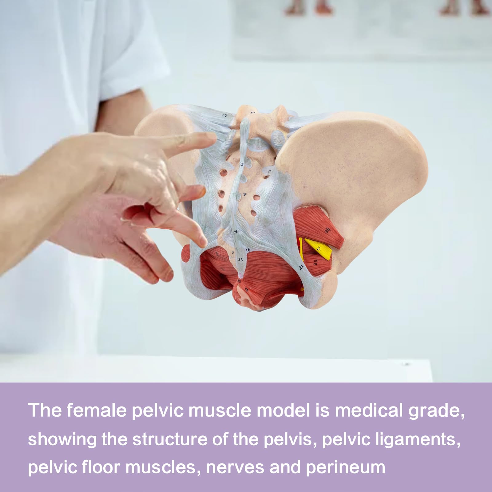 1:1 Lebensgröße Menschliches weibliches Beckenmodell mit Beckenboden Muskeln Perineal Modell Alles in einem weiblichen Anatomie Modell Skelett für den Unterricht der Physiologie Hygiene von Anatomie