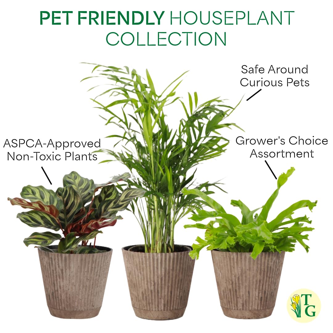 Amazon.com : Thorsen's Greenhouse Live Pet Safe Houseplants (3 Pack), Easy  to Grow, Pet Friendly & Non-Toxic, Grower's Choice Bundle, 4-inch Diameter  Established Plants, Coffee Ruffled Pot (3-Pack) : Patio, Lawn &