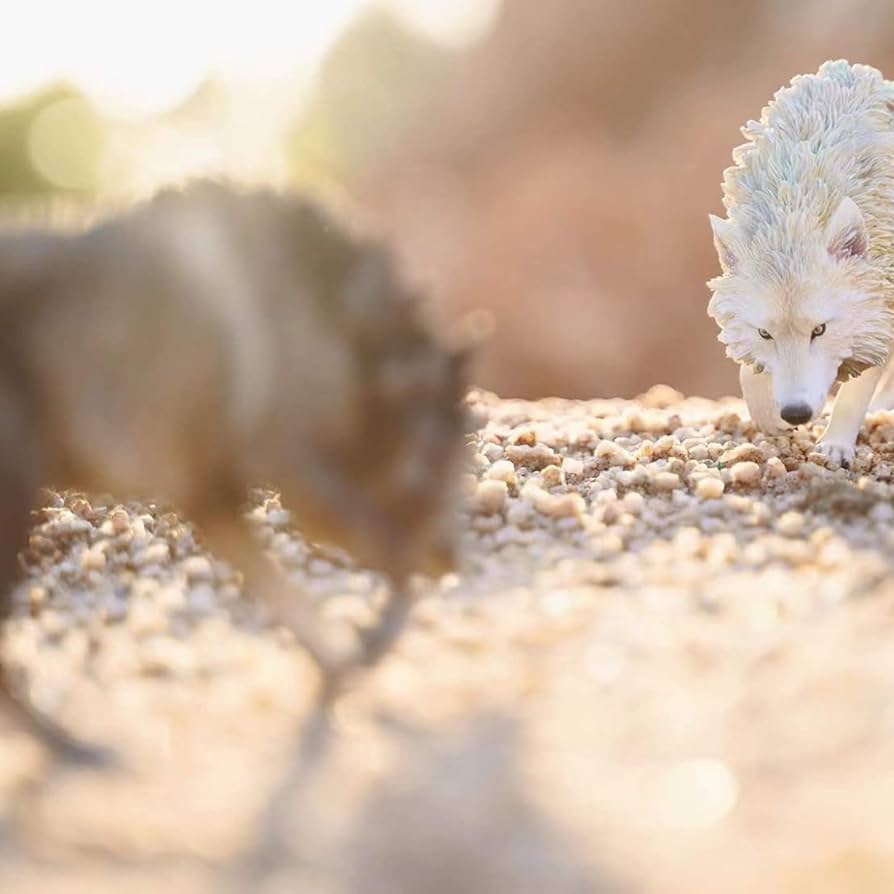 【男前インテリア】ハイイロオオカミ　コヨーテ　狼　毛皮　ラグ　大判【稀少】 男前インテリア】ハイイロオオカミ コヨーテ 狼 毛皮 ラグ 大判