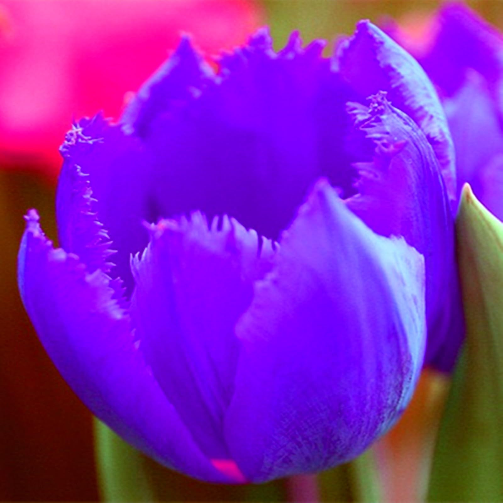 Tulipano Bulbi,Robusti- Compatti- Naturali, Vitali -Freschi-15 Bulbi-A
