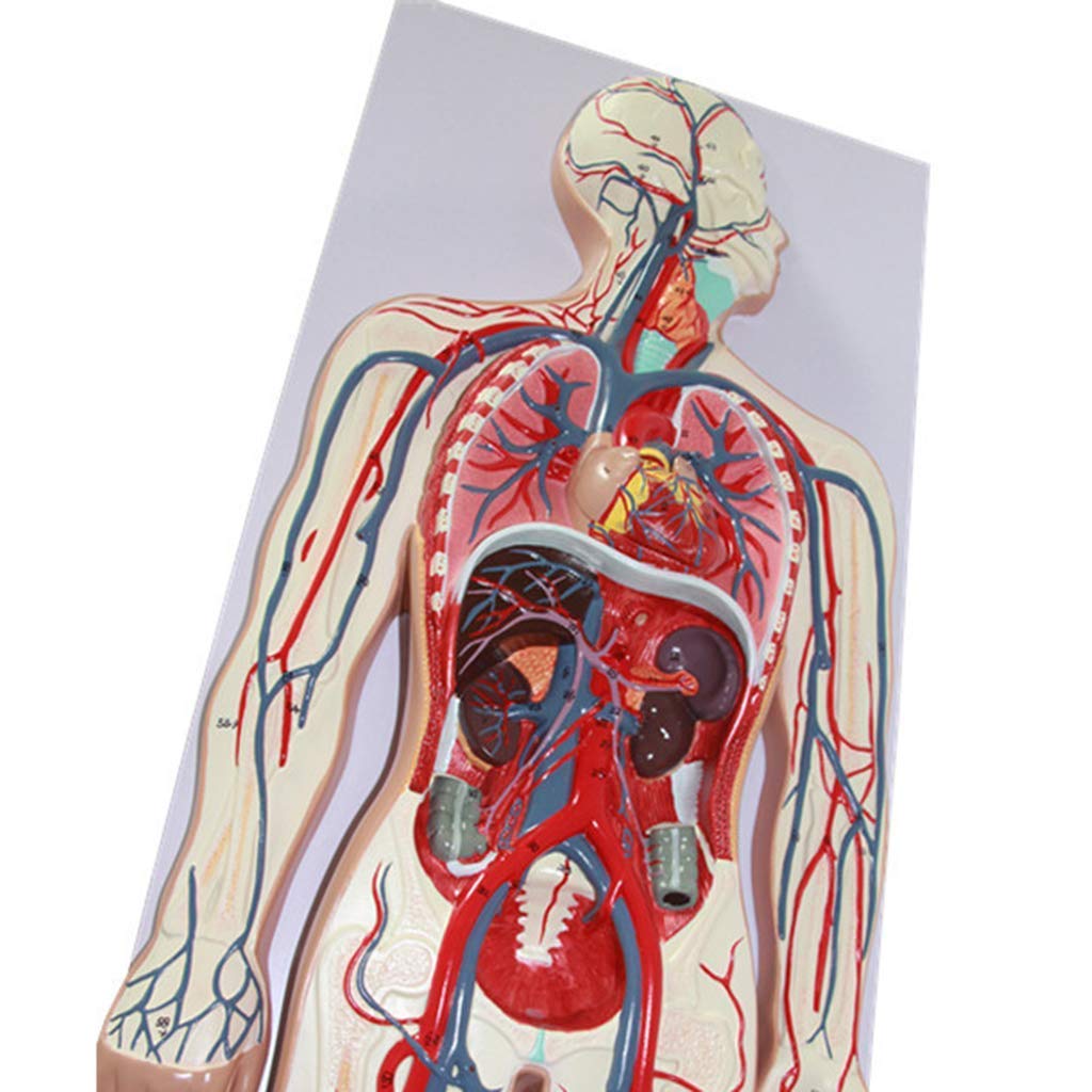 Amazon.co.jp: 人間の解剖学モデル - 人間の血液循環系モデル - 動脈 Amazon.co.jp: 人間の解剖学モデル - 人間の血液循環系モデル - 動脈