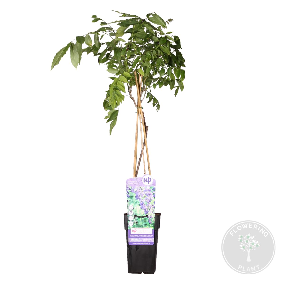 Bloomique - Wisteria Sinensis Prolific - Blauregen Kletterpflanze - Blau - Kletterpflanzen - Gartenpflanzen - Winterhart - Höhe 50-70 cm - Topf 15 cm