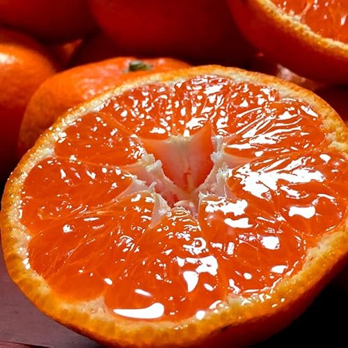 Yn Iɂ̖ B݂ 10kg S`3STCY a̎RY ʌ ̏oחʓ{Ia̎RňĂVNȖ킢