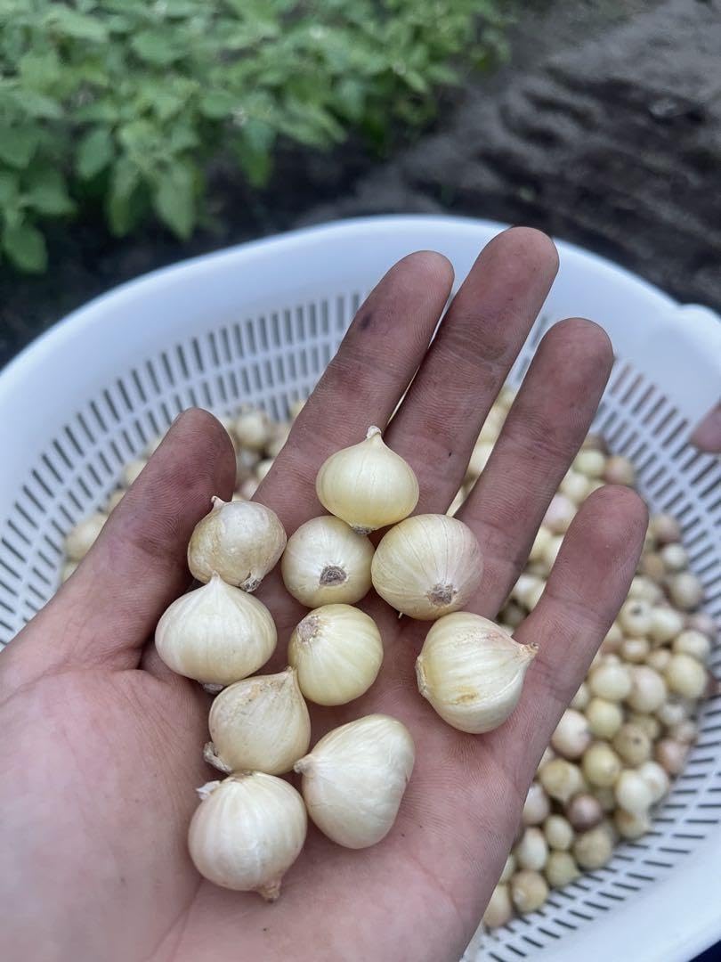Amazon.co.jp: ネンド玉ねぎ苗 20個 : DIY・工具・ガーデン Amazon.co.jp: ネンド玉ねぎ苗 20個 : DIY・工具・ガーデン