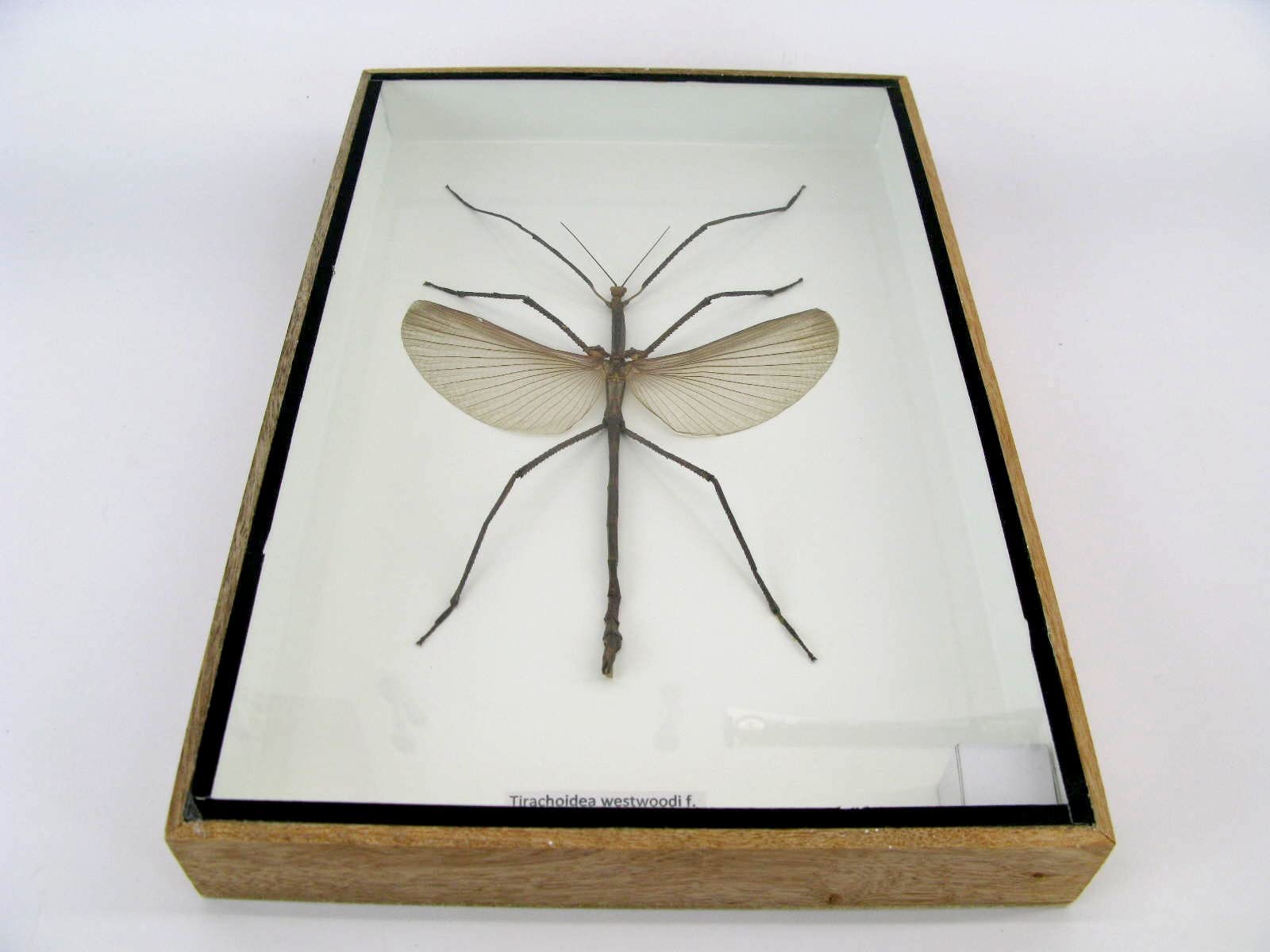 Echte präparierte und riesige Insekten, Cicaden und Krabbler im Schaukasten aus Holz hinter Glas … (Tirachoeda westwoodi m.)