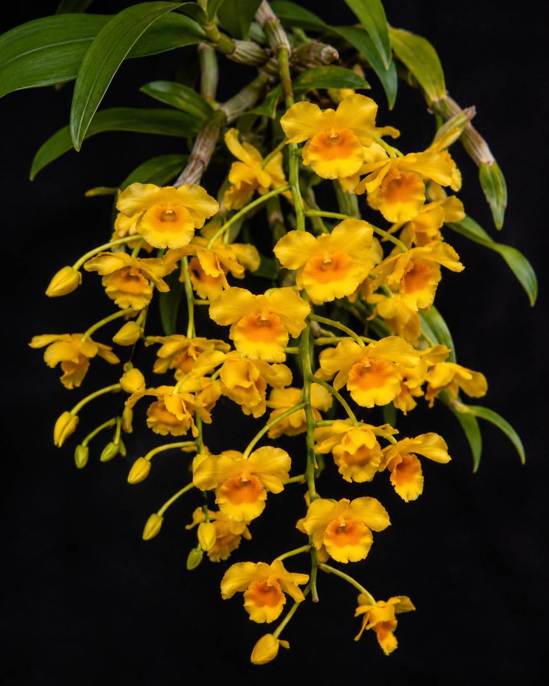 Dendrobium chrysotoxum, Golden Bow Dendrobium – Blühstarke Pflanze | Goldgelbe Blüten Orangener Schlund | Honigduft | Südostasien | Klassische Sammlerorchidee