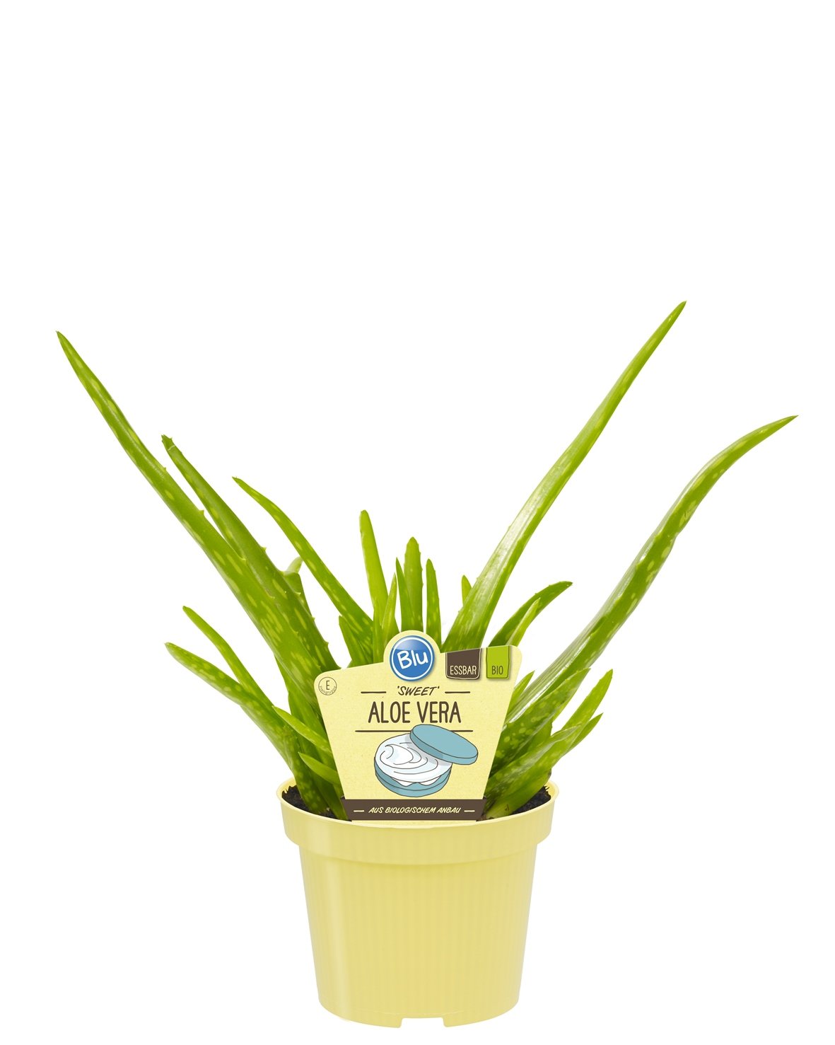 Bio Aloe Vera Sweet, (Aloe vera barbadensis Miller), Kruter Pflanzen aus  nachhaltigem Anbau (2 Pflanzen, je im 12cm Topf) : Amazon.de: Garten