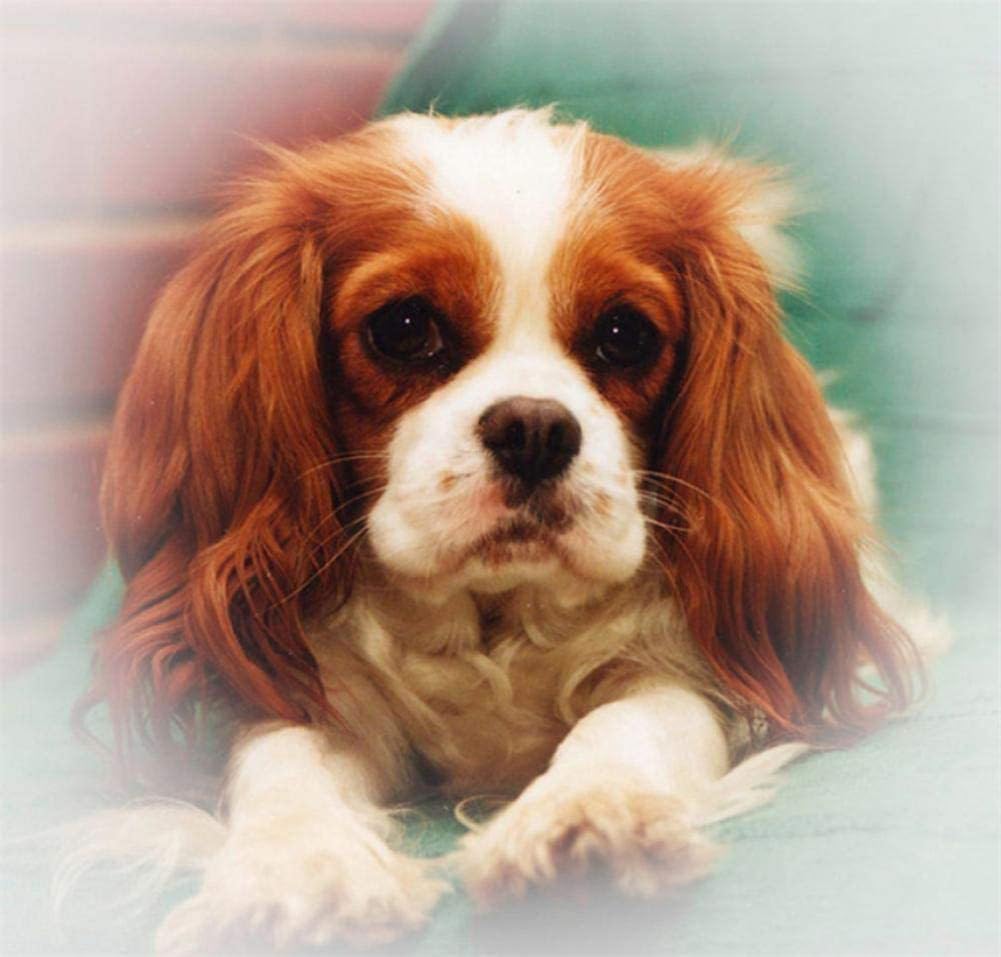 Nprzm H405 Diamond Painting Set Full Cavalier King Charles Spaniel Diy Diamond Painting Pictures, 5D Diamond Painting Rhinestone Embroidery Set, 30X40cm