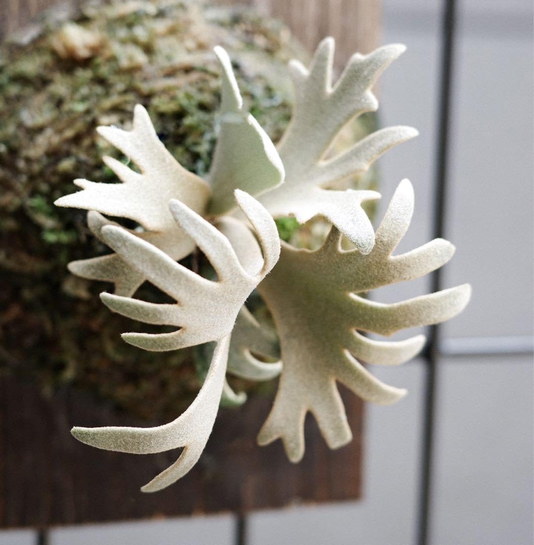 ビカクシダ　p.willinckii 'Jenny'#1   子株 ビカクシダ ジェニー P. willinckii 'Jenny'【967】 | PROTOLEAF