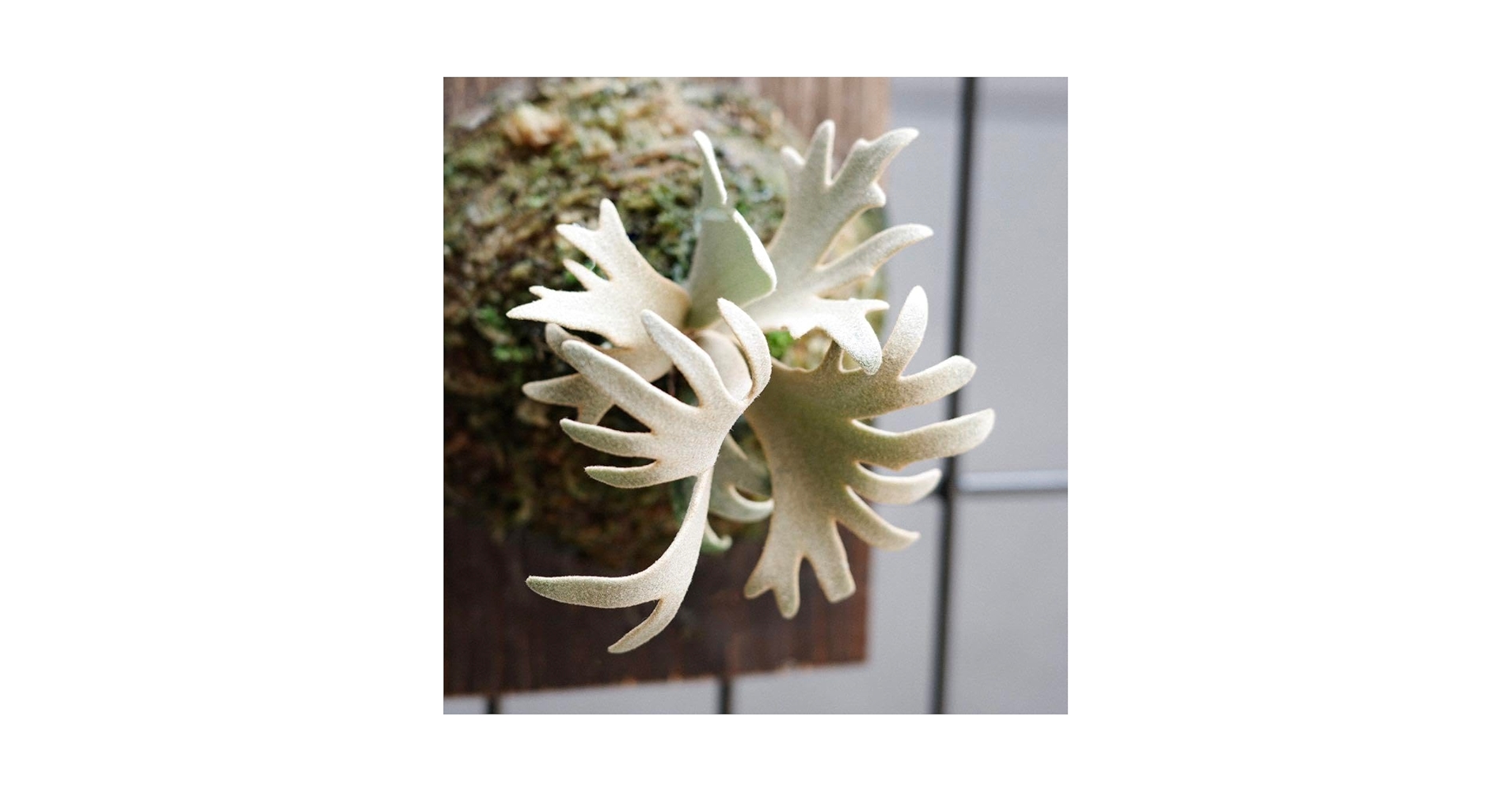 Amazon.co.jp: P.Jenny #1 OC ジェニー ビカクシダ 子株 : おもちゃ