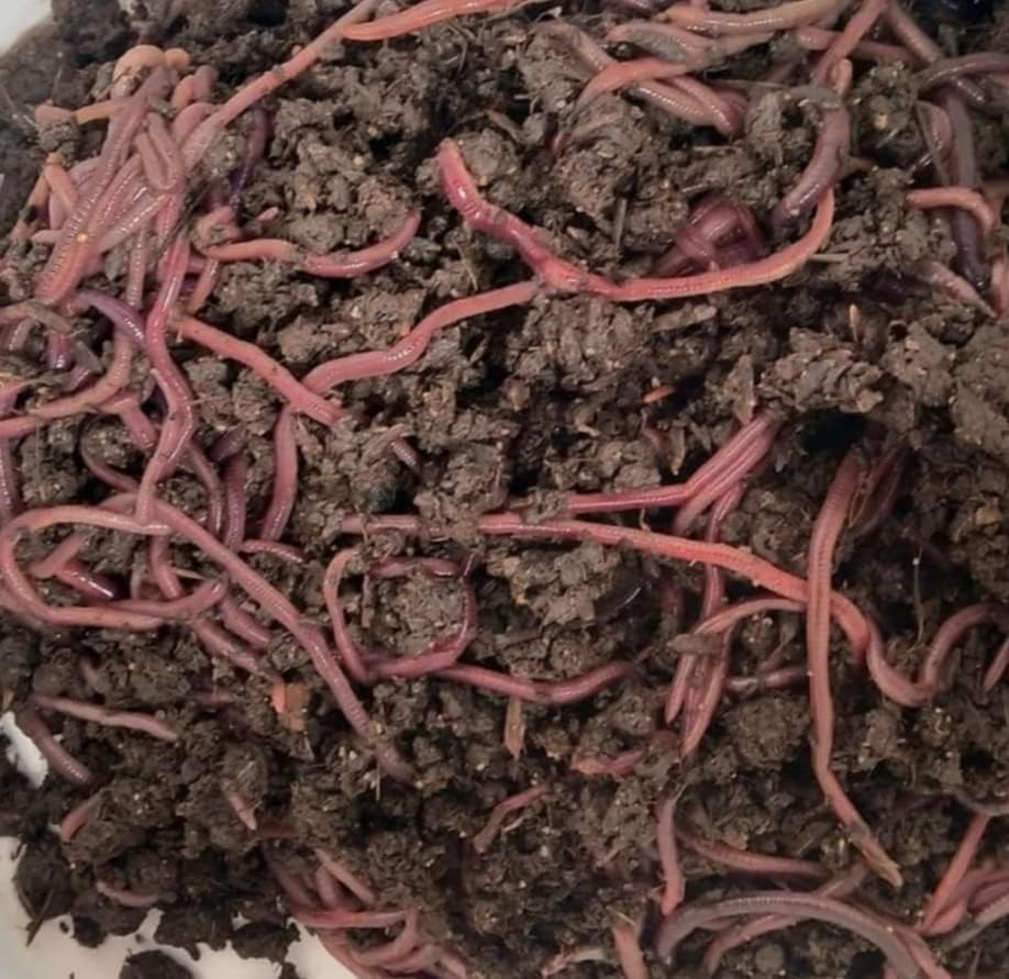 Kechua & Earthworm/Egg (1000+ nos live earthworm) making for vermicompost