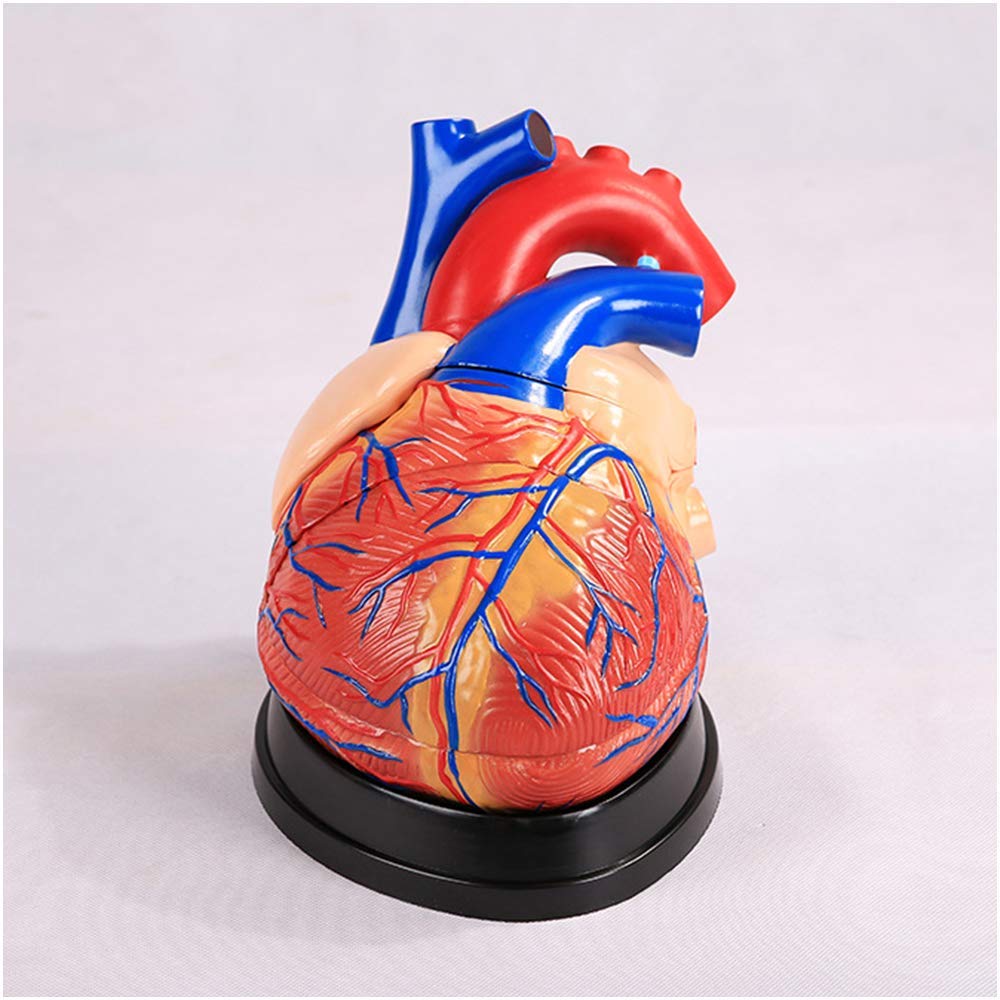 Modello anatomico Cardiaco - Modello educativo Modello di Cuore Umano - Struttura Anatomica Modello Medico - per studi Studio Classe Attrezzature scientifiche