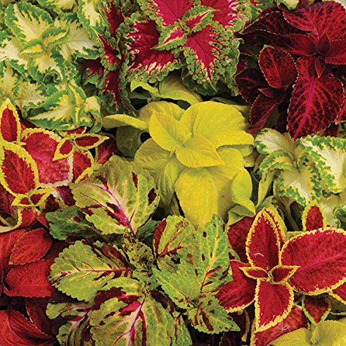 M-Tech Gardens Rare Coleus " Wizard Mixed " Exotic 50 Seeds for Growing (B0BPBKRGNZ) Amazon Price History, Amazon Price Tracker