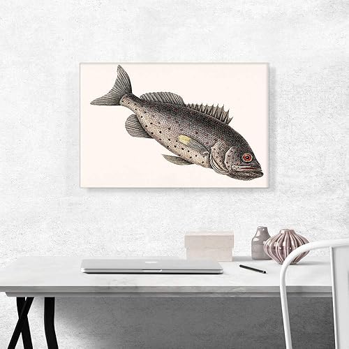 Miniatura 10 de ARTCANVAS Rockfish Canvas Art Print Stretched Framed Painting Picture Poster Giclee Wall Decor by Mark Catesby - 12" x 8" (0.75" Deep)