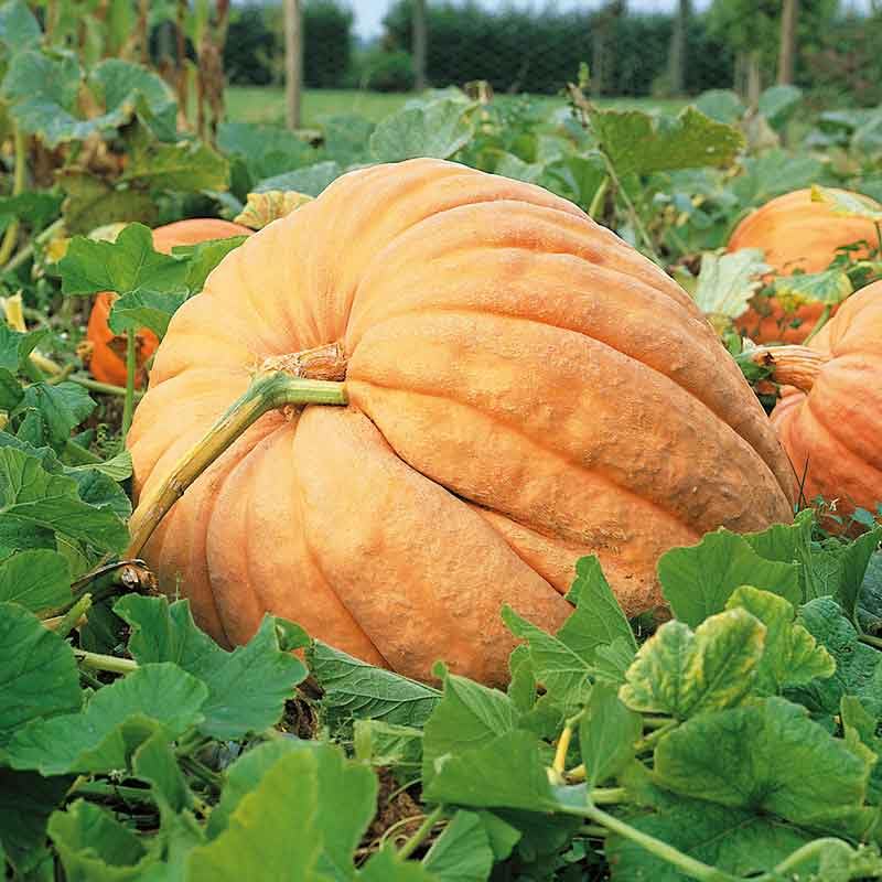 Eden Brothers Atlantic Giant Pumpkin Seeds
