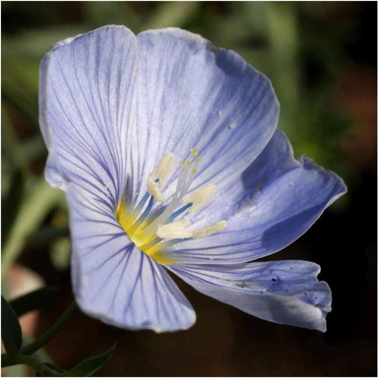 Everwilde Farms - 1/4 Lb Lewis Flax Native Wildflower Seeds - Gold Vault