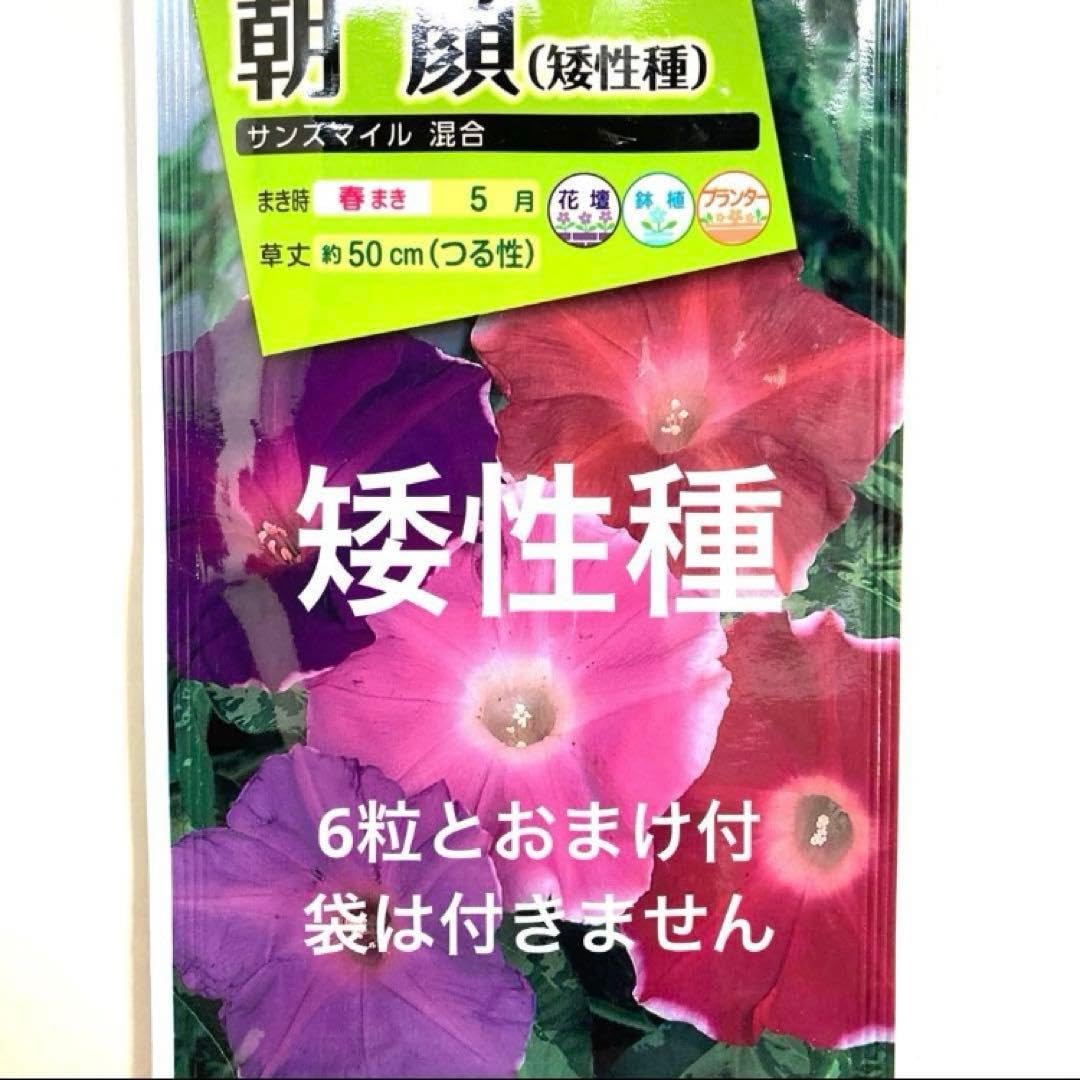 Amazon.co.jp: 朝顔 サンスマイル 混合（矮性種） 種6粒と3種類の