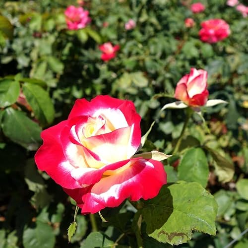 Miniatura 3 de Rose Bush - Planta viva de rosas trepadoras, arbusto vivo a raíz desnuda con tierra de 7 a 10 pulgadas de alto, rosas fragantes arbustos de rosas