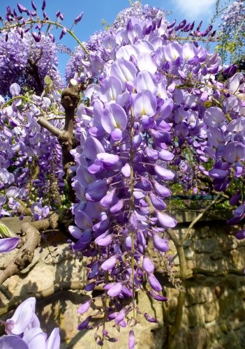 Preisvergleich Produktbild TROPICA - Japanischer Blauregen (Wisteria floribunda) - 4 Samen