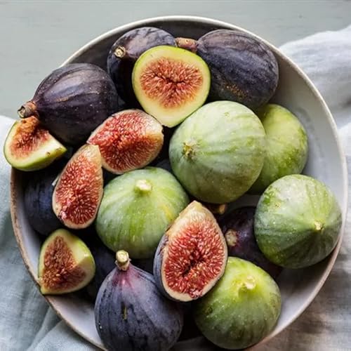 02 Celeste Sugar Fig Tree Live Plant From 18 To 20 Inc Tall Planting Ornaments Perennial Garden Simple To Grow Pots #TOP5