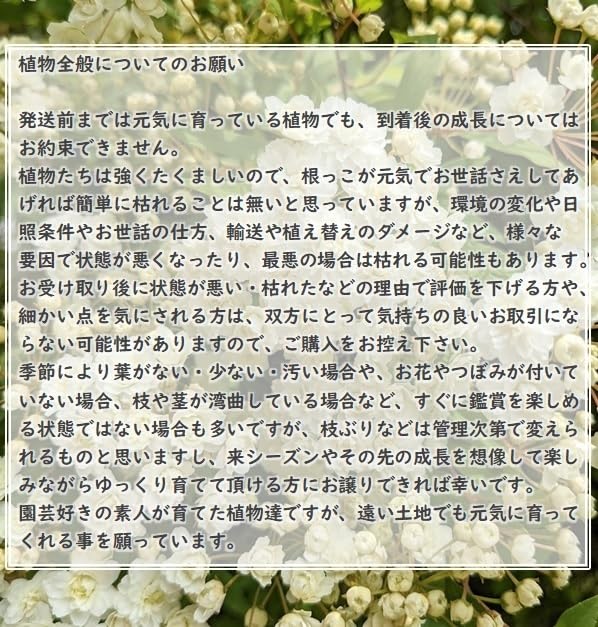 Amazon.co.jp: 山野草スミレの根付き苗 5株 抜き苗 紫か薄紫色の花