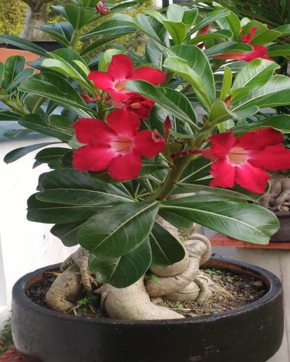 ADENIUM ( DESERT ROSE ) PLANT Amazon.in Garden & Outdoors
