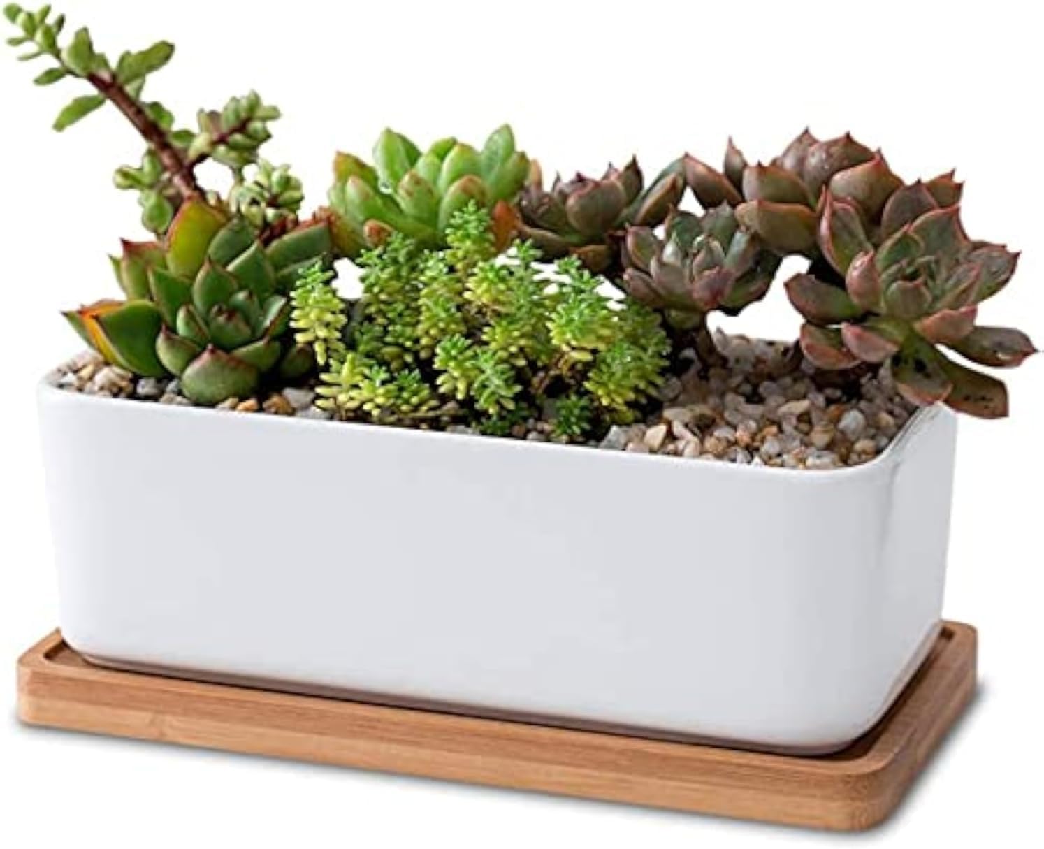 LATRAT 1 Satz Rechteck Wei Keramik Sukkulenten Pflanzen Topf Dekorative  Kaktus Blumentopf Blumenbehlter, Tpfe Kaktus Pflanze Tpfe klein  Blumentpfe mit Bambusuntersetzer Wei: Amazon.de: Garten