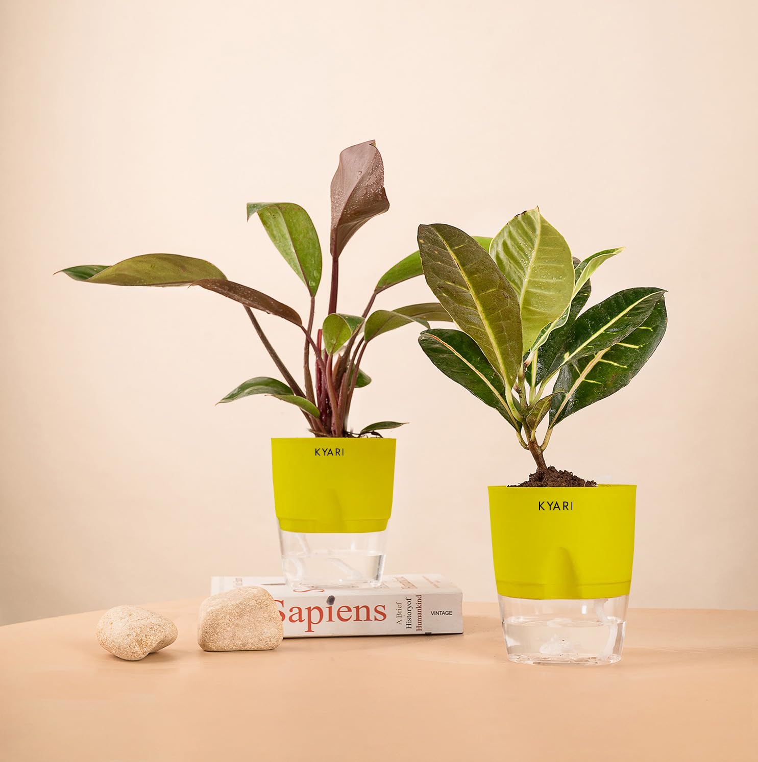 KYARI Croton Petra-Philodendron Red Combo of 2 Indoor Plants for Living Room | Live Plants | Plants with Green Pot for Home Air purifier plants | Plants for Home Decor | Plants for garden (B0CHYTCVJ5) Amazon Price History, Amazon Price Tracker
