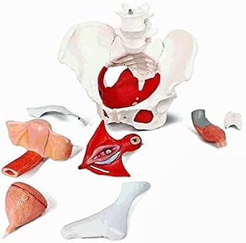 女性型骨盤、骨盤底および会陰のモデル取り外し可能な内臓器官付き 女性型骨盤、骨盤底および会陰のモデル取り外し可能な内臓器官付き