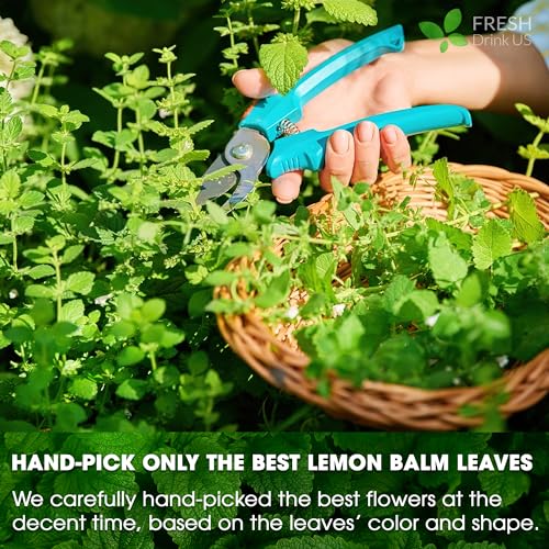 Image of FreshDrinkUS, Premium 120 Lemon Balm Leaf Tea Bags, 100% Natural & Pure from Lemon Balm Leaves. Loose Leaf Herbal Te. No Sugar, No Caffeine, No Gluten, Vegan.
