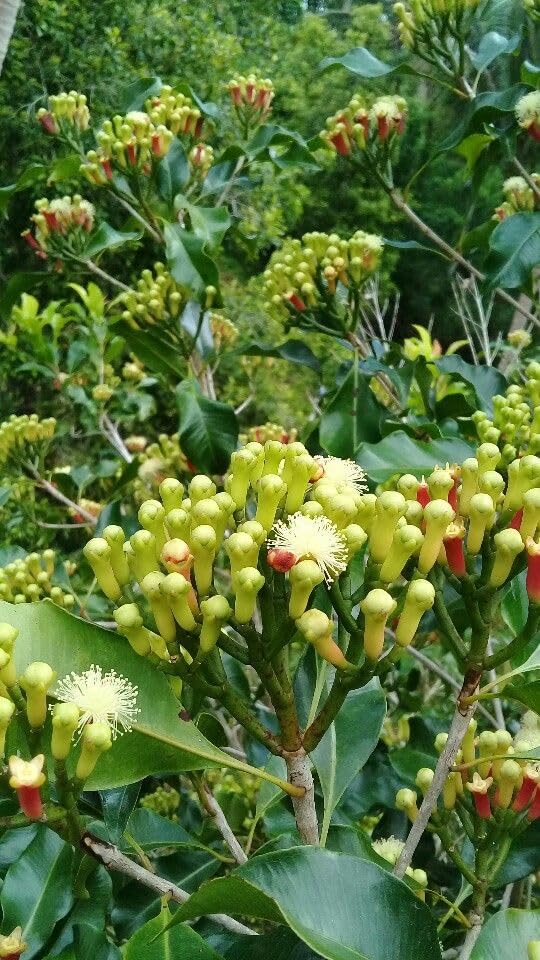 Image of Healthy Live Laung Plant | Clove Lavang Hybrid Variety | Outdoor Spice Plant Pack of 1
