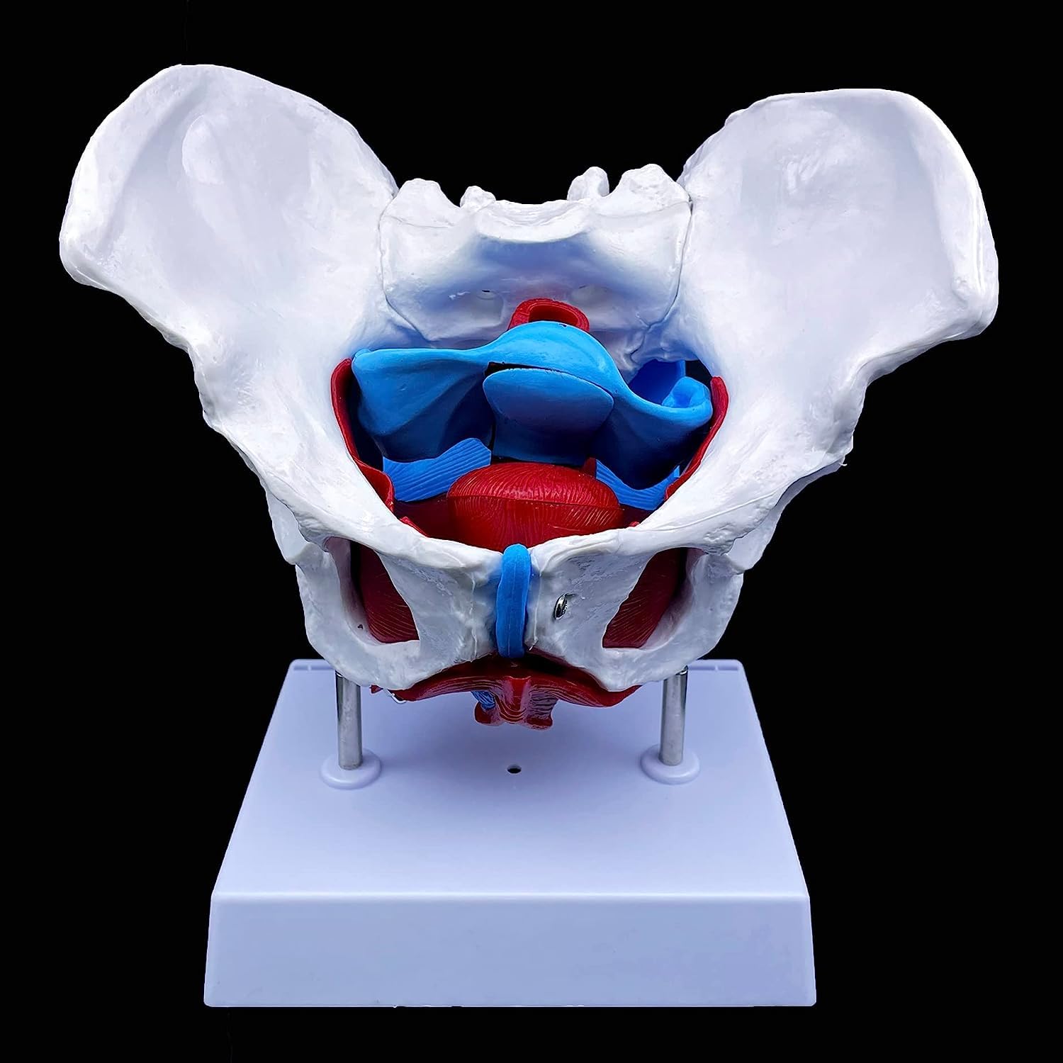 YNIYUJKL Anatomical Female Pelvis Anatomy Model With Pelvic Floor Muscles Reproductive Organs Pvc Life Size Removable Organs Include Uterus Bladder Rectum Education Teaching Display