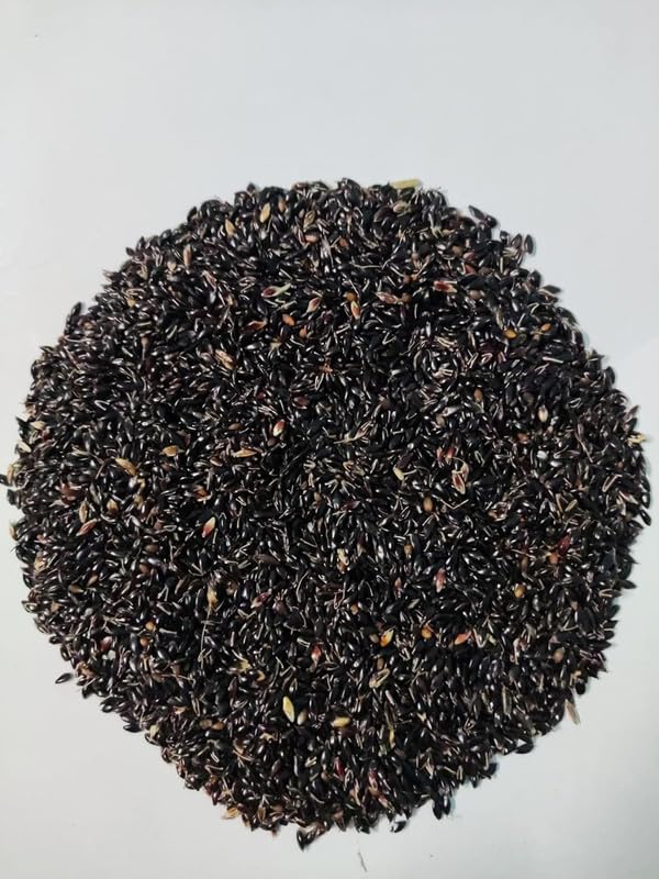 Image of Super Napier Grass Seeds Hybrid Multicut Fast Growth Green Grass Hari Ghaas Beej Pack of 1000 pic