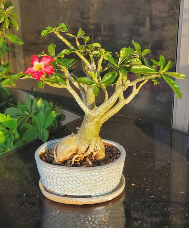 Bonsai tree live plant,Adenium Desert Rose Live flower Plant for Garden Indoor Pack of 1 Live plant With pot-image-33