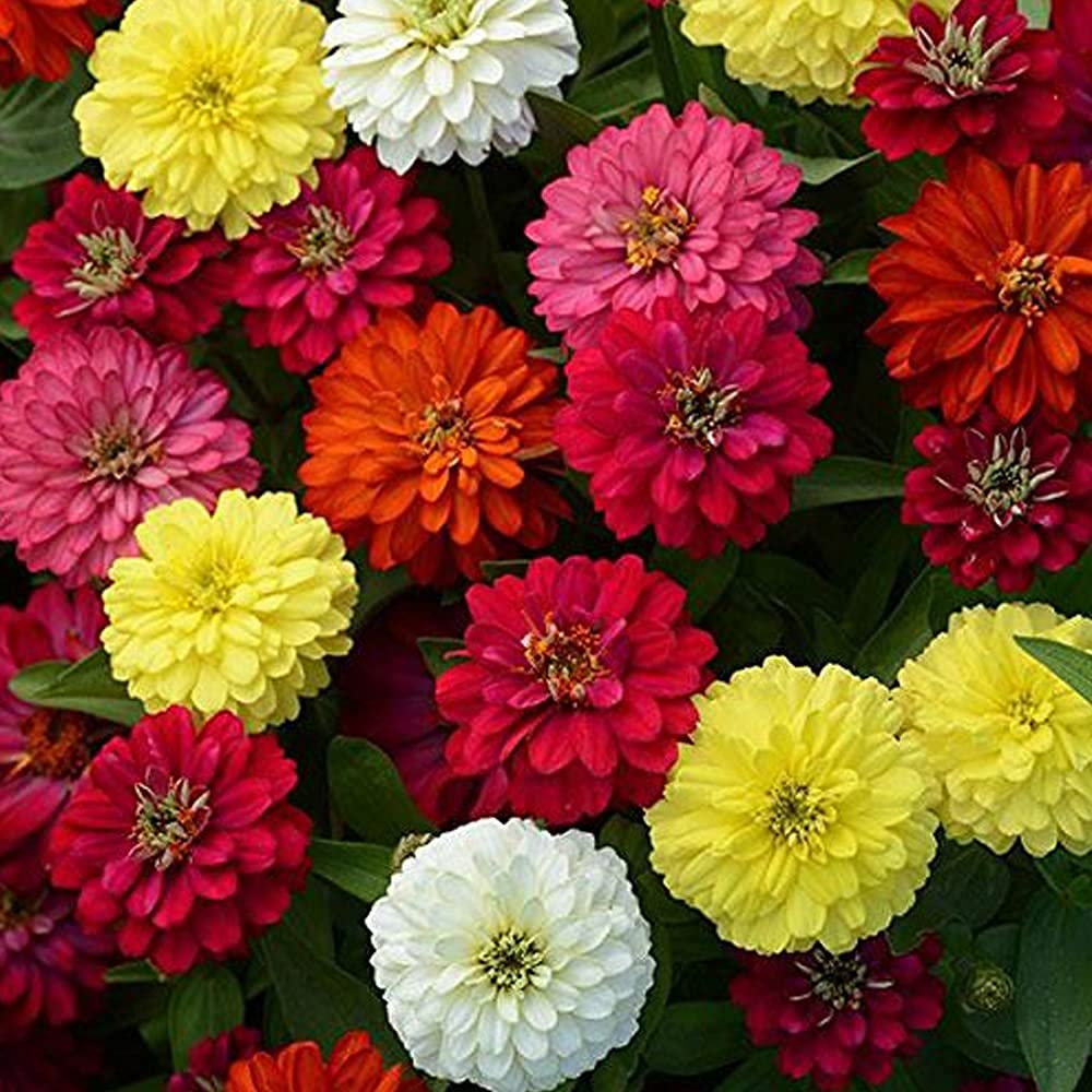 VXVX-Zinnia Mixed Colour Flower Seeds Hybrid F1 Seeds All Season
