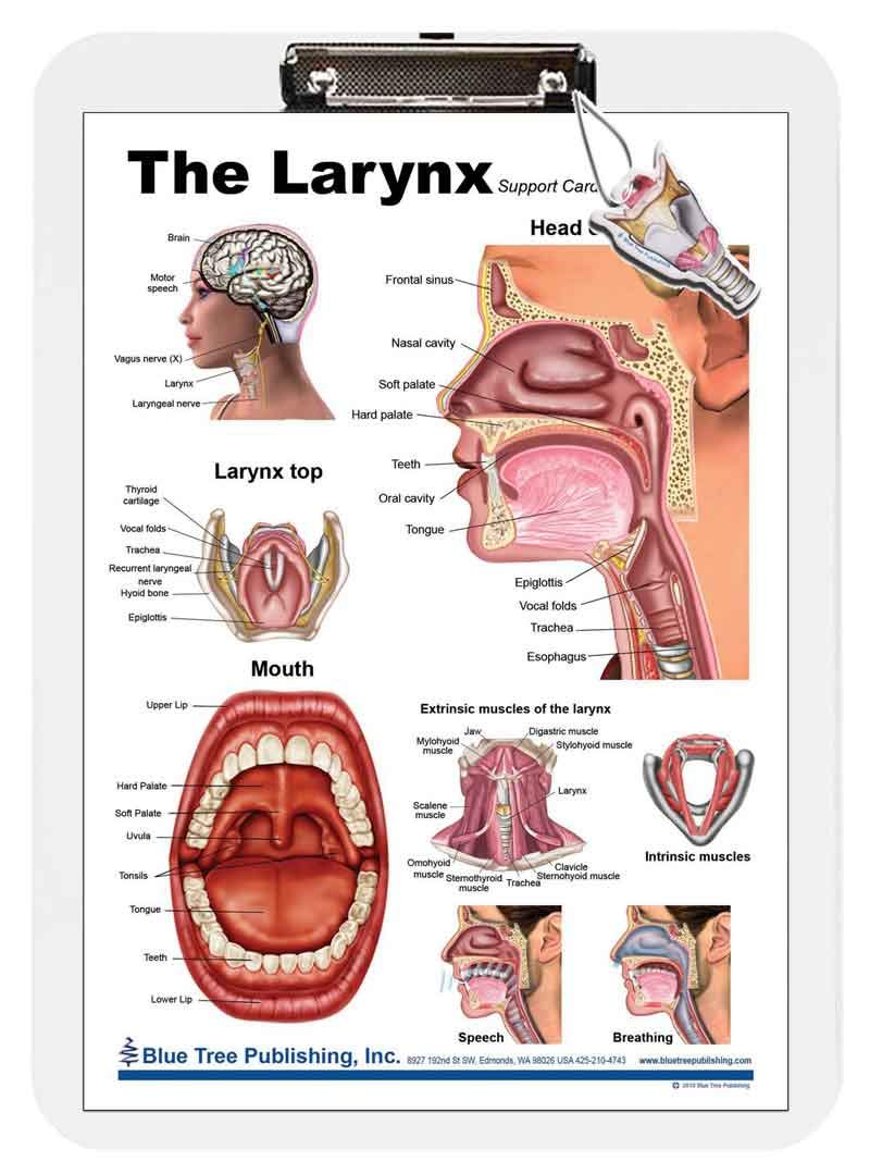 Blue Tree PublishingLarynx poster and charts (Clipboard size English)
