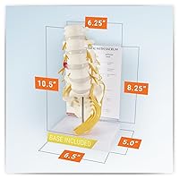 Vista 5 de GPI Anatomicals - Modelo de vértebras de 5 piezas con sacro, modelo de columna vertebral para la educación en anatomía y fisiología humana