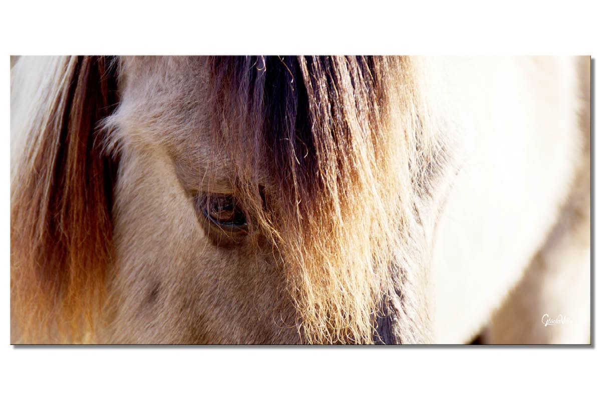 Glücksvilla - Wildpferd 2 (Leinwand-Bild 2 cm, 100 x 50 cm) | div. Maße - aus DE - Kunstdruck Deko Wandbild quer - Pferd Pony Bauernhof Natur Tier