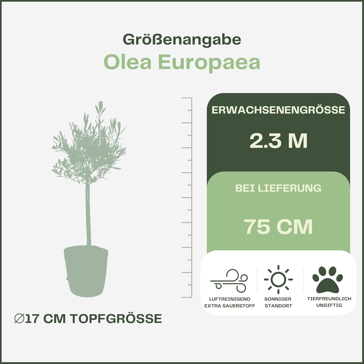 Happy Plants Olea Europaea Olivenbaum I 75 cm x ⌀17 cm, Oliven Baum Winterhart klein Pflanze Zimmerpflanze Balkonpflanzen Bonsai, Olive Tree Mediterran, frisch aus unserer Gärtnerei (mit Topf)
