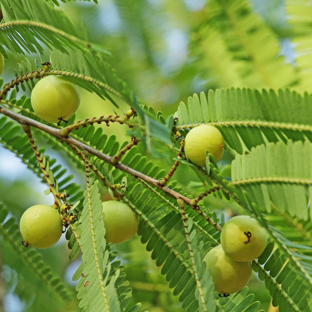 M-Tech Gardens Indian Gooseberry/Amla (" Grafted, Hybrid) Exotic 1 Live Fruit Plant (B07ZDFGYW8) Amazon Price History, Amazon Price Tracker