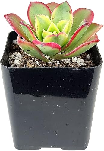 Miniatura 10 de Aeonium Kiwi - Plantas rosas y amarillas vivas para boda, regalo de recuerdo de maceta de boda, suculentas rosas únicas saludables para decoración