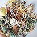 YEJI 80pcs Home Decorations Sea Shells Mixed Beach Seashells, Colorful Natural Seashells for Party Wedding Decor, DIY Crafts